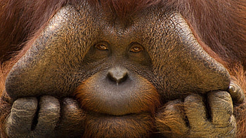 74 orangutan , Stunning , Captivating grace, Green landscape HD wallpaper