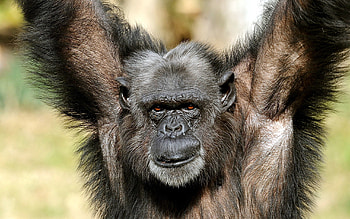 Animals, Dark, Monkey, Paws, Hairy HD wallpaper