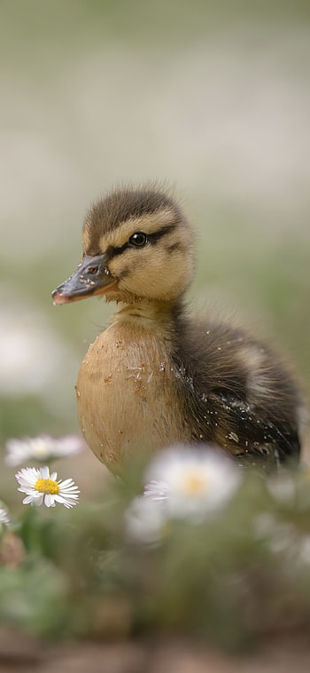 Graceful duck, Bird in motion, Wing flapping, Water-loving creature HD phone wallpaper