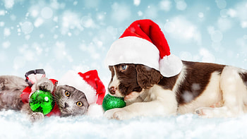 :), dog, kitten, craciun, cat, brown, pisici, christmas, red, santa, caine, hat HD wallpaper