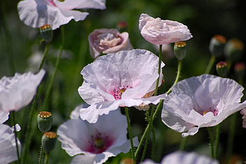 Meadow, pink, poppy, flowers HD wallpaper