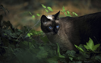 Animals, Grass, Cat, Shadow, Blue-Eyed, Blue Eyed, Siamese HD wallpaper