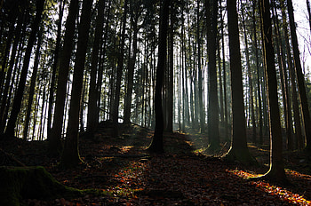 Nature, Trees, Forest, Foliage, Ray HD wallpaper