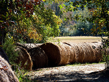 Hay bales, field, hay, farms, farm, bales, southern, country HD wallpaper