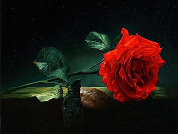 Red rose, rose, patal, red, flower HD wallpaper