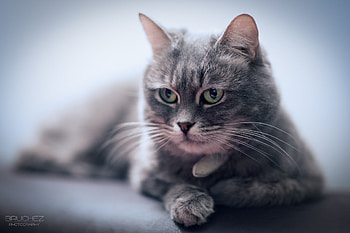 Cat, Animals, Muzzle, Blur, Smooth, Sight, Opinion, Moustache, Mustache HD wallpaper