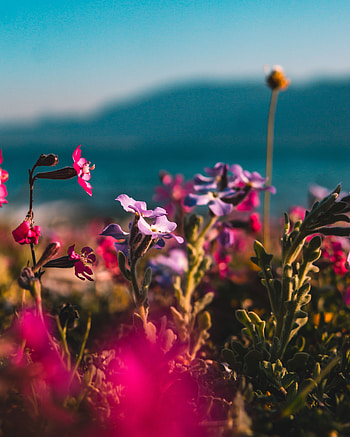 Flowers, Plant, Multicolored, Motley, Bloom, Flowering, Buds HD phone wallpaper