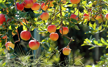 Apple Tree, 72 apple tree , Nature, Fruits HD wallpaper