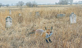 Fox in a Graveyard, tombstones, grass, nature, fox, graveyard HD wallpaper
