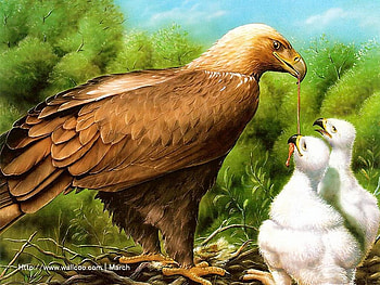 family of birds, trees, wings, birds, twigs HD wallpaper