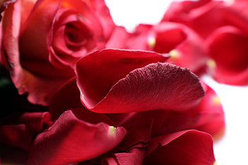 Petals rose, close up HD wallpaper