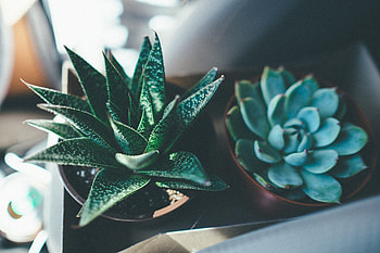 Flowers, Succulents, Echeveria, Ekheveria, Haworthia Striped, Havortia Striped HD wallpaper