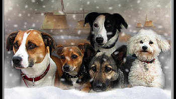 Pack of Dogs, pack, wolves, pets, snow, dogs, puppies, nature HD wallpaper