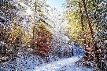 Early Winter Walk, sunlight, snow, path, trees, forest HD wallpaper