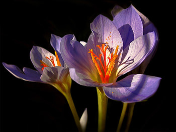 Crocus, purple, portrait, pollen, close up HD wallpaper
