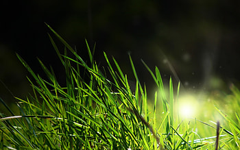 Grass sunlight macro, Nature , backgrounds, Mobile scenery HD wallpaper