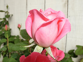tickled punk, pink, love, caring, bright HD wallpaper