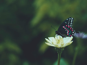 Animals, Flower, Macro, Pattern, Butterfly, Wings, Focus HD wallpaper