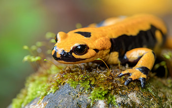 Salamander's charming appeal, Artistic animal , Nature's delightful creature, Wildlife wonders HD wallpaper
