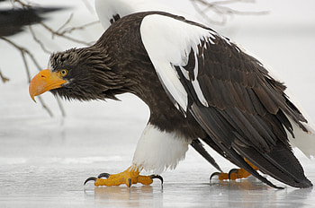 bold eagle, american, eagle, bird, , flying HD wallpaper