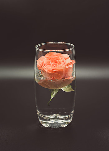 Flowers, Water, Flower, Rose Flower, Rose, Glass HD phone wallpaper