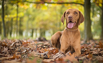 Animals, Autumn, Dog, Foliage, Hungarian Vizsla, Hungarian Has Outs Burned HD wallpaper
