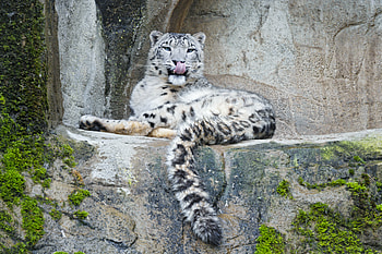 Animals, Stones, Snow Leopard, Predator, Big Cat, Protruding Tongue, Tongue Stuck Out HD wallpaper