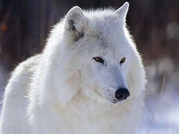 Animals, Wolfs HD wallpaper