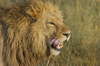 Close-up portrait of a lion in the wild, showcasing its powerful presence and majestic mane. HD wallpaper