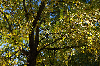 Forest beauty, trees, autumn, leaves, forest HD wallpaper