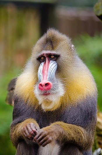 Baboon , backgrounds, Primate portraits, Animal kingdom HD phone wallpaper