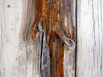 Piece of wood, nature, wood, graphy, tree HD wallpaper