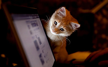 Animals, Cats HD wallpaper