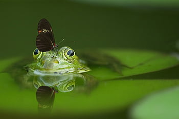 Macro shot of a frog with a butterfly on its head, surrounded by green leaves. HD wallpaper
