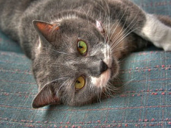 The Lazy Cat Slit Eye Ranch, slit, ranch, lazy, cat, eye HD wallpaper