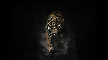Angry Tiger HD wallpaper