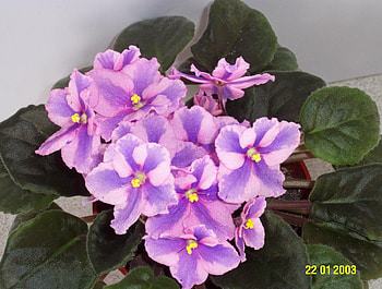 Lyons Floor Show, lyons, floor show, violet, flower HD wallpaper