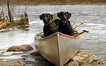 Paleface We Come In Peace, dog, river, canoe, water HD wallpaper