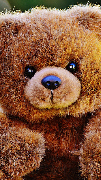 Teddy Bear Ka, Cute, Black Eyes HD phone wallpaper