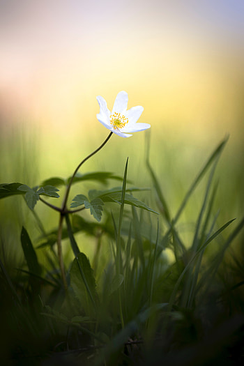 Flowers, Grass, Flower, Small, Anemone HD phone wallpaper