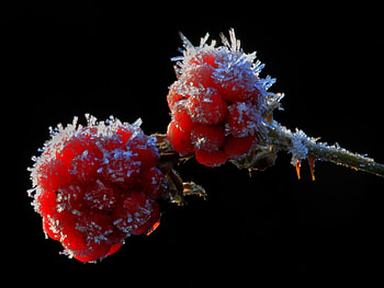 Plants, Berries HD wallpaper