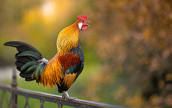 Rooster, animal, railing, bird HD wallpaper