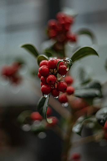 Drops, Berries, Plant, Macro, Wet HD phone wallpaper