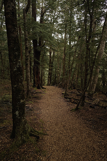 Nature, Trees, Autumn, Forest, Path, Foliage HD phone wallpaper