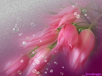 PINK TULIPS, FLOWERS, TULIP, , PINK HD wallpaper