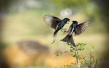 Animals, Birds, Branches, Flight, Fight HD wallpaper