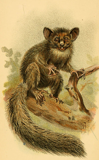 Aye Aye media coverage, Encyclopedia of life, Extensive information, Fascinating creatures HD phone wallpaper