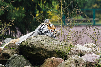 Animals, Striped, Predator, Big Cat, Tiger, Animal HD wallpaper