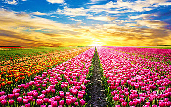 A Magical Landscape With Sunrise in The Netherlands, rows, blossoms, colors, clouds, sky, tulips, sun, tree HD wallpaper