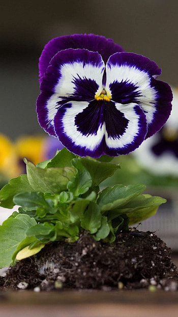 Pansy, Violet Flower HD phone wallpaper